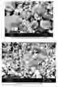 Fig. 19 - Particulate comprising a calcium-containing compound and a sugar alcohol