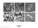 Fig. 06 - ASYMMETRIC NANOPARTICLES FROM POLYMER NANOSPHERES