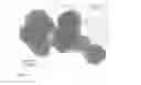 Fig. 08 - FUNCTIONALIZED LANTHANIDE RICH NANOPARTICLES AND USE THEREOF