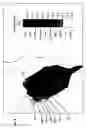 Fig. 09 - Pattern transferable to skin for optical measurements during shaving