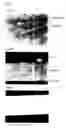 Fig. 06 - Silicide joint and method for manufacturing the same