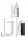 Fig. 07 - Method of reducing cell death by administering a Sfrp polypeptide