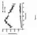 Fig. 08 - MEMBRANE BOUND REPORTER GENE SYSTEM