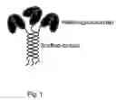 Fig. 02 - Trimeric collagen scaffold antibodies