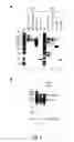 Fig. 06 - Trimeric collagen scaffold antibodies