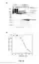 Fig. 07 - Trimeric collagen scaffold antibodies