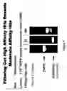 Fig. 08 - Phage display affinity and specificity filters and forward screen