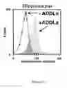 Fig. 09 - Amyloid beta-derived diffusible ligands (ADDLs), ADDL-surrogates, ADDL-binding molecules, and uses thereof