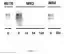 Fig. 22 - Amyloid beta-derived diffusible ligands (ADDLs), ADDL-surrogates, ADDL-binding molecules, and uses thereof