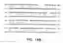 Fig. 43 - TANGO 240 nucleic acids and uses thereof