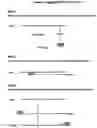 Fig. 01 - RNA-Dependent RNA Polymerase, Methods And Kits For The Amplification And/Or Labelling Of RNA