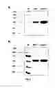 Fig. 06 - RNA-Dependent RNA Polymerase, Methods And Kits For The Amplification And/Or Labelling Of RNA
