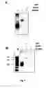Fig. 07 - RNA-Dependent RNA Polymerase, Methods And Kits For The Amplification And/Or Labelling Of RNA