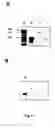Fig. 09 - RNA-Dependent RNA Polymerase, Methods And Kits For The Amplification And/Or Labelling Of RNA