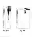 Fig. 16 - RNA-Dependent RNA Polymerase, Methods And Kits For The Amplification And/Or Labelling Of RNA