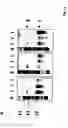 Fig. 19 - RNA-Dependent RNA Polymerase, Methods And Kits For The Amplification And/Or Labelling Of RNA