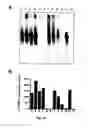Fig. 22 - RNA-Dependent RNA Polymerase, Methods And Kits For The Amplification And/Or Labelling Of RNA