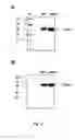 Fig. 23 - RNA-Dependent RNA Polymerase, Methods And Kits For The Amplification And/Or Labelling Of RNA