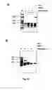 Fig. 27 - RNA-Dependent RNA Polymerase, Methods And Kits For The Amplification And/Or Labelling Of RNA
