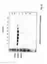 Fig. 30 - RNA-Dependent RNA Polymerase, Methods And Kits For The Amplification And/Or Labelling Of RNA