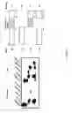 Fig. 06 - SURVIVIN-BINDING PROTEINS, ENCODING NUCLEIC ACIDS, AND METHODS OF USE