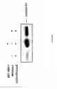 Fig. 07 - SURVIVIN-BINDING PROTEINS, ENCODING NUCLEIC ACIDS, AND METHODS OF USE