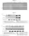 Fig. 02 - METHOD OF INDUCING DIFFERENTIATION OF MESENCHYMAL STEM CELLS INTO NEURONS