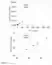 Fig. 09 - Elemental analysis of tagged biologically active materials