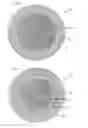 Fig. 02 - Golf balls with improved feel