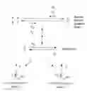Fig. 01 - Multiplex Q-PCR arrays