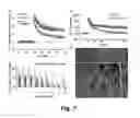 Fig. 08 - UPREGULATING ACTIVITY OR EXPRESSION OF BDNF TO MITIGATE COGNITIVE IMPAIRMENT IN ASYMPTOMATIC HUNTINGTON'S SUBJECTS