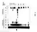 Fig. 04 - AXMI-004, a delta-endotoxin gene and methods for its use