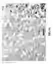 Fig. 09 - Method of making and using an adenosine analogue
