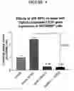Fig. 05 - AGENTS WHICH REGULATE, INHIBIT, OR MODULATE THE ACTIVITY AND/OR EXPRESSION OF CONNECTIVE TISSUE GROWTH FACTOR (CTGF) AS A UNIQUE MEANS TO BOTH LOWER INTRAOCULAR PRESSURE AND TREAT GLAUCOMATOUS RETINOPATHIES/OPTIC NEUROPATHIES
