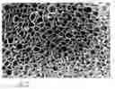 Fig. 01 - Extruded propylene resin foam