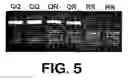 Fig. 04 - Saitohin gene and uses of same