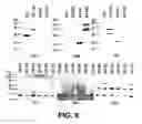 Fig. 07 - Saitohin gene and uses of same