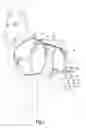 Fig. 02 - ORTHOTIC DEVICE FOR AN ANIMAL
