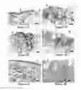 Fig. 03 - MAGNETIC INK TISSUE MARKINGS