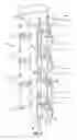 Fig. 02 - Orthosis to correct spinal deformities