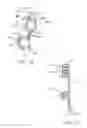 Fig. 09 - CUFF ELECTRODE ARRANGEMENT FOR NERVE STIMULATION AND METHODS OF TREATING DISORDERS