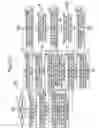 Fig. 40 - Ink transfer member position adjusting method and apparatus of rotary stencil printing press