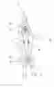Fig. 08 - Universal Ice-Skate and Roller-Skate
