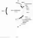 Fig. 02 - AAV VECTORS ENCODING SUPEROXIDE DISMUTASE