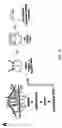 Fig. 02 - Method of modulating Sost binding to LRP