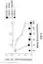 Fig. 03 - Vascular Endothelial Cell Growth Factor Antagonists