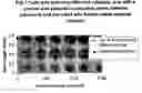Fig. 08 - Fuel cell electro-catalyst composite composition, electrode, catalyst-coated membrane, and membrane-electrode assembly