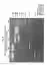 Fig. 35 - Q3 SPARC DELETION MUTANT AND USES THEREOF
