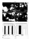Fig. 19 - METHODS AND MEANS FOR INFLUENCING INTERCELLULAR COMMUNICATION AND INTERCELLULAR ORGANELLE TRANSPORT