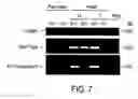 Fig. 07 - Novel brain natriuretic peptide variants and methods of use thereof